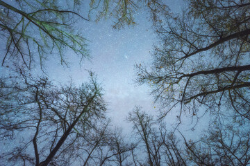 Glowing sky with Andromeda Galaxy above trees silhouettes