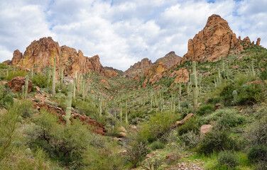 Fototapeta na wymiar Cactuses in the Rugged Terrian of the Apache Trail