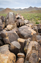 Saguaro National Park