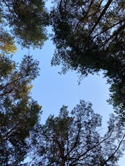trees and sky