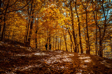 Montseny deep forest colorful autumn in Catalonia, Spain.