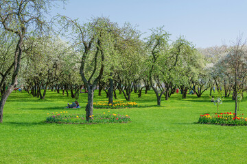 bright green lawn with flowering fruit tree in springtime, place for picnic and rest