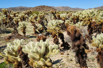 Joshua Tree National Park