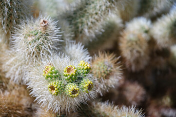 Joshua Tree National Park