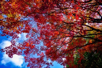 あまがたに渓谷の紅葉