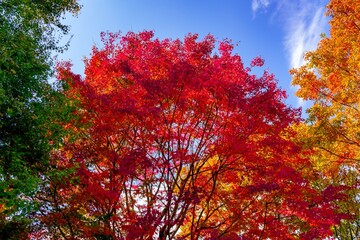 あまがたに渓谷の紅葉