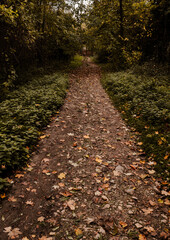 Autumn landscape, forest with green and brown leaves.