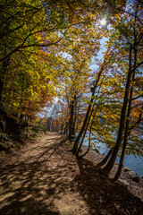 Montseny deep forest colorful autumn in Catalonia, Spain.