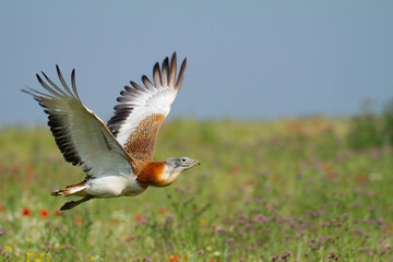 Great bustard flying over a meadow