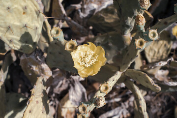 Prickly Pear Cactus with Yellow Flower in Ayia Napa coast in Cyprus. Opuntia, ficus-indica, Indian fig opuntia, barbary fig, blooming cactus pear