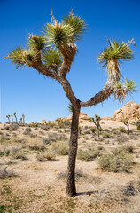 Joshua Tree National Park