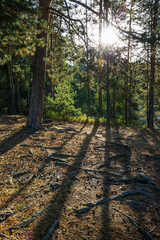 Pine forest on the rock exit. The Village Of Turochak, Altai Republic