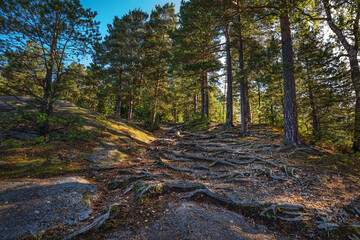 Pine forest on the rock exit. The Village Of Turochak, Altai Republic