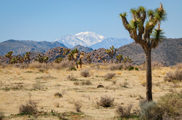 Joshua Tree National Park