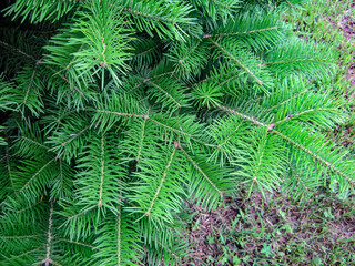 Green fresh Christmas tree branches close up in summer