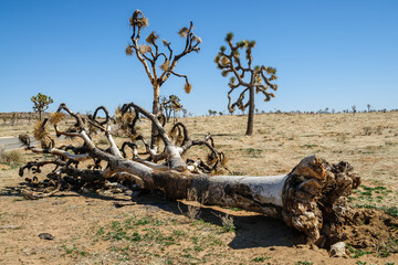 Joshua Tree National Park