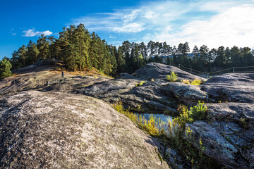 Pine forest on the rock exit. The Village Of Turochak, Altai Republic