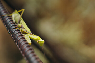 Insect on the street. Large green mantis sits on an iron beam. Fear of insects, insectophobia.
