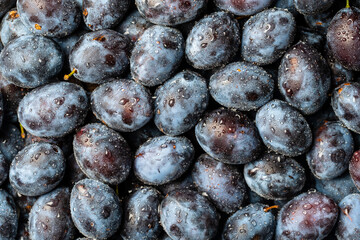 A lot of fresh blue plums fruit with water drops. Close up, top view