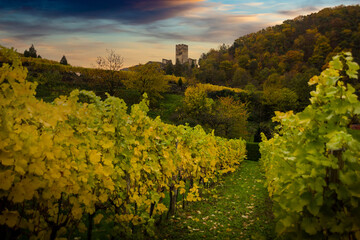 Famous vineyards in Wachau valley, Spitz, Lower Austria.
