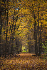 Kolorowa jesień w lesie w Polsce