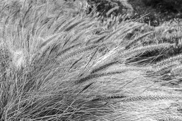 Detail of spikes among the grass