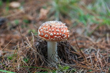 Beautiful fly agaric in wild forest. Poisonous mushroom in autumn day