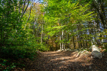 Montseny deep forest colorful autumn in Catalonia, Spain.