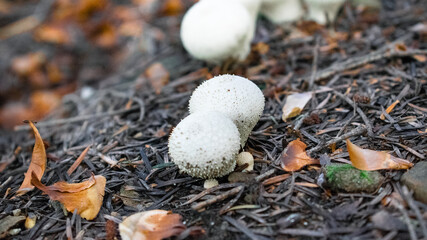 Lycoperdon - puffball mushrooms also known as Devil's Snuff-box