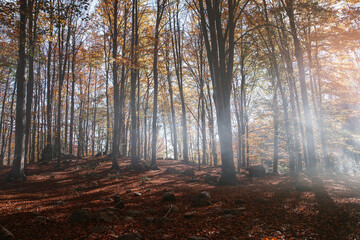 Obraz premium Autumn forest at sunset