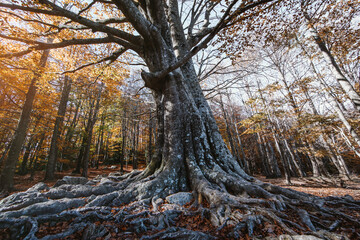 Autumn forest at sunset
