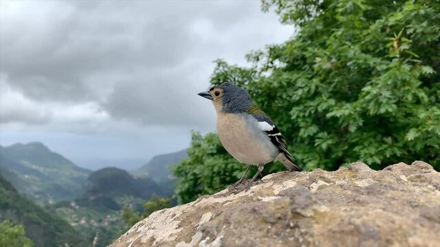 Madeiran chaffinch bird close up high up in the mountains of Madeira island during summer.