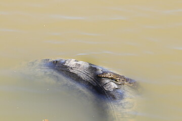 monitor lizard in river