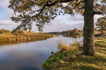 Fototapeta premium beautiful landscape in oak grove with clumsy branches near river in gold autumn