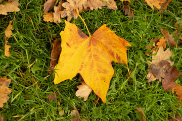 Autumn leaves on the ground,