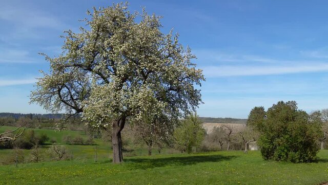 Gro&szlig;er bl&uuml;hender Birnbaum am Fr&uuml;hlingsanfang auf einer Wiese in l&auml;ndlicher Landschaft