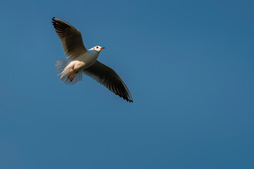 Common seagull flying in the blue sky