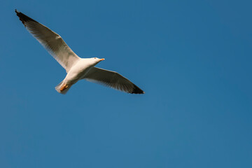 Mediterranean herring gull in the blue sky