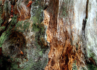 Photo of tree roots and texture of an old trunk
