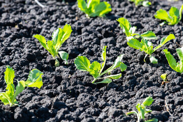 Lettuce in the field