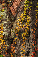 桜の木に這う紅葉したツタ