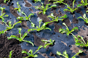 young lettuce in a greenhouse