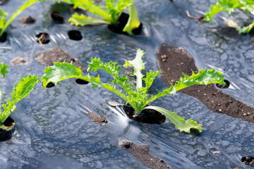 Young lettuce in a greenhouse