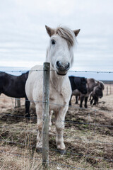 Iceland horses III