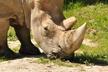 Obraz premium Animal en el zoo