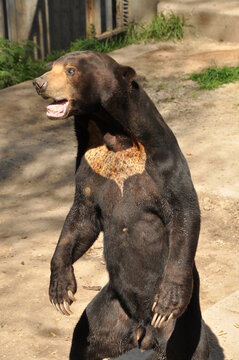 Animal en el zoo