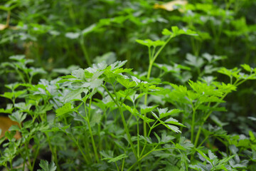 Delicious and juicy autumn greens, green parsley, parsley beds growing in the garden.