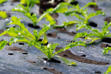 young lettuce in a greenhouse