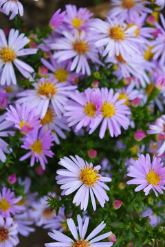 Delicate purple and pink flowers of septenchins illuminated by the autumn sun. Unusual flowers with a bright structure grow in a low round bush.