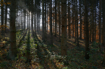 Fototapeta premium morgens im Wald